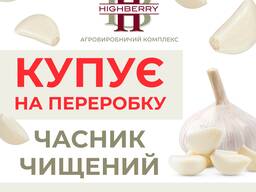 Купуємо Часник свіжий чищений на переробку по всій Україні