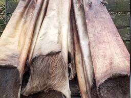 Купуємо хутро шкіри бобра