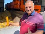 Купуємо Кукурудзу авто потяг порт Одеса Чорномоськ Ізмаїл клас 1-4 - фото 1