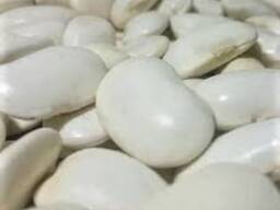 Купуємо квасолю у фермерів та с. г підприємств