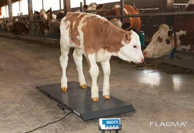 Купуємо молодняк ВРХ м’ясних порід 80–120 кг — на постійній основі