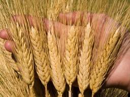 Купуємо некондицію та зерновідходи. Працюємо з посередниками