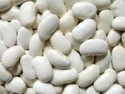 Купуємо оптом білу квасолю на консервування