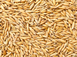 Купуємо овес, натура 480, 500