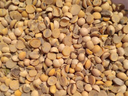 Купуємо половинки сої по Україні