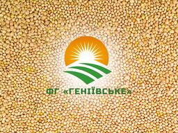 Купуємо Просо (Жовте, Біле, Червоне)