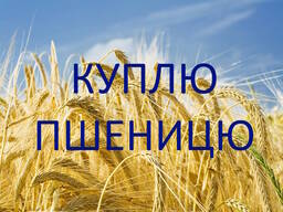 Купуємо пшеницю