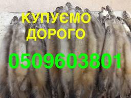 Купуємо шкіри куниці ДОРОГО