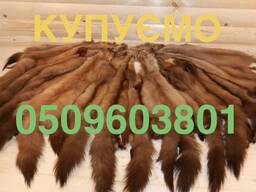 Купуємо шкіри куниці лісової та камʼянки дорого