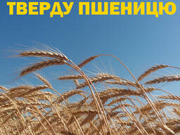 Купуємо ТВЕРДУ пшеницю