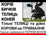 Купуємо врх на тримання та Мясо корови телиці телята бичкі коні лошата також перевезення - фото 1