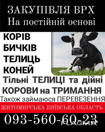 Купуємо врх на тримання та Мясо корови телиці телята бичкі коні лошата також перевезення