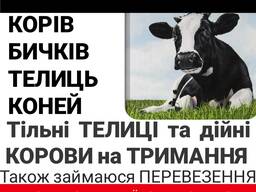 Купуємо врх на тримання та Мясо корови телиці телята бичкі коні лошата також перевезення