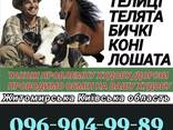 Купуємо врх на тримання та Мясо корови телиці телята бичкі коні лошата також перевезення - фото 1