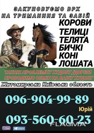 Купуємо врх на тримання та Мясо корови телиці телята бичкі коні лошата також перевезення