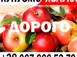 Купуємо яблука. Завжди висока ціна! Куплю на переробку сировину Новий сезон 2025