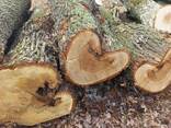 Дуб дубовий дуба дубові ліс лес кругляк дрова