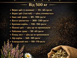 Купимо кропиву корінь від 500кг