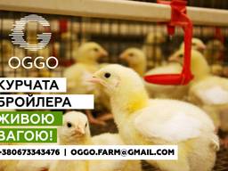 Курчата бройлера (ROSS 308) підрощені