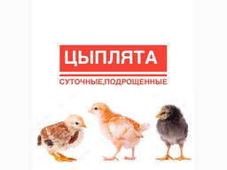 Курчата/ Цыплята суточні та підрощені Іспанка, Гріз Бар, Бройлер та ін