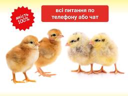 Курчата циплята кури