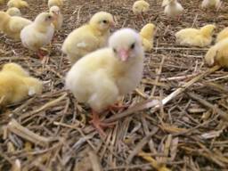 Кури бройлера