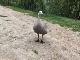 Куриный гусь домашнее разведение - пары