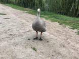 Куриный гусь домашнее разведение - пары - фото 1