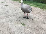 Куриный гусь домашнее разведение - пары - фото 3