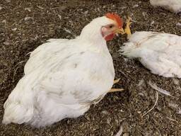 Куры бройлеры