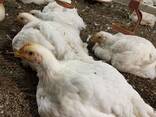 Куры бройлеры - фото 1