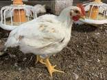 Куры бройлеры - фото 2