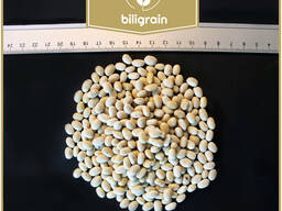Продам білу квасолю( Navy beans)