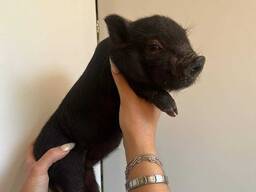 Лагідні міні карликові мікро свинки, різні окраси хлопчики та дівчата