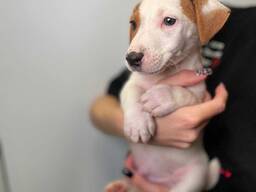 Лагідні цуценята Джек Рассел, хлопчики та дівчата з ветпаспортом