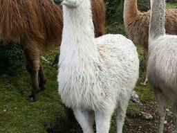Лама лама - ручные особи, малыши