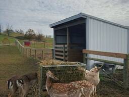 Лань, європейська лань різного віку та біла лань