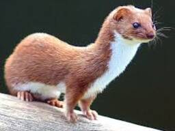 Ласка вольєрна