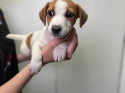 Ласкава дівчинка Джек Рассел, дуже миле цуценятко