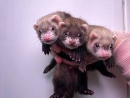 Ласковые и ручные фретки домашние, хорьки тхорики