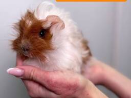 Ласковые морские свинки, ручные мальчики и девочки