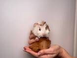 Ласковые морские свинки, ручные мальчики и девочки - фото 1