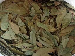 Лавровий лист