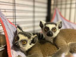 Лемурчик катта, домашній декоративний лемур