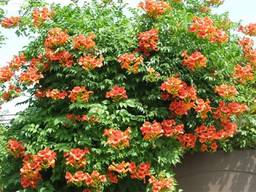 Лиана кампсис красная, саженцы. От 30 шт доставка бесплатно