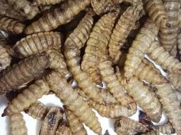 Личинка Черной львинки сухая Hermetia illucens 100 грам