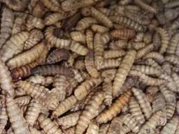 Личинка Черной львинки сухая Hermetia illucens 10грам