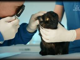 Лікування офтальмологічних захворювань тварин