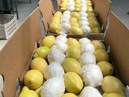 Лимон Адалия