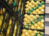 Лимоны - фото 3